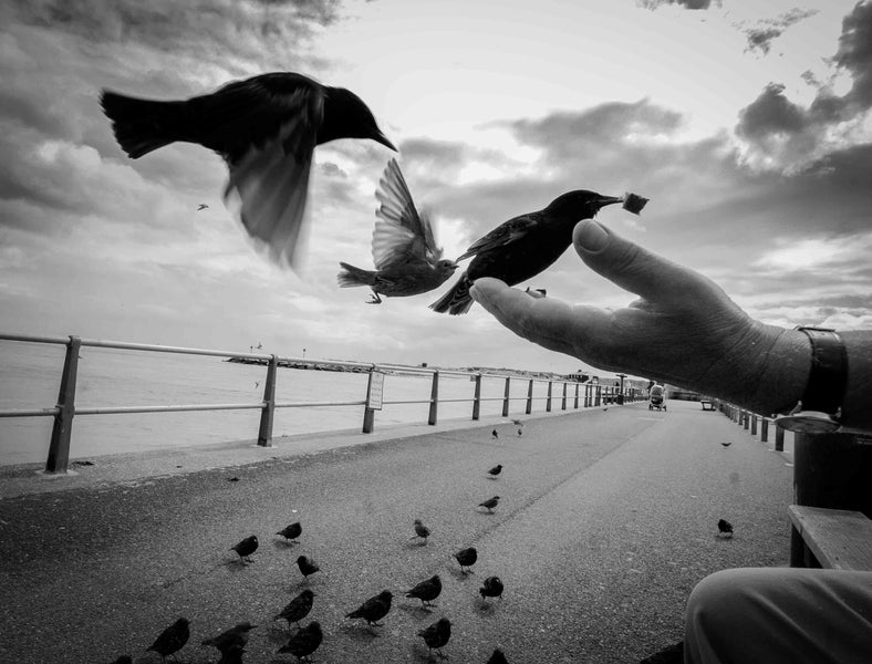 Alfred Hitchcock inspired: A Bird In The Hand