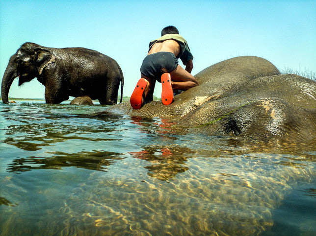New: Elephants enjoying Bath Time at sanctuary in Nepal