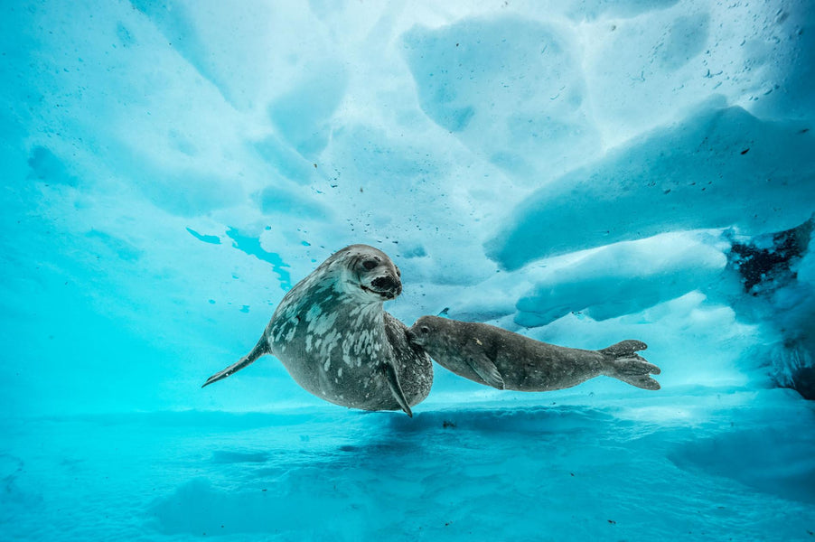 Stunning Underwater Images from Antartica's Depths