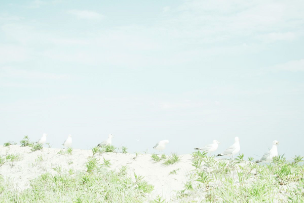 Seagulls by Yoko Naito, Sony Photography Awards Shortlisted Photographer