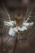 Open Love in a Mist by Tatiana Kuzyk.