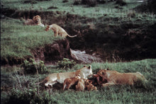 Family Feast by Barbara Parkins