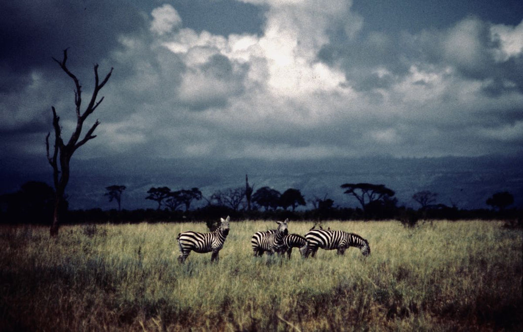 Zebras and Tree Kenya by Barbara Parkins