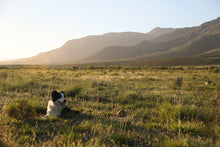 The Shepherd at Rest by Michelle Pretorius