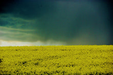 Storm Clouds Over Rape Fields by Barbara Parkins