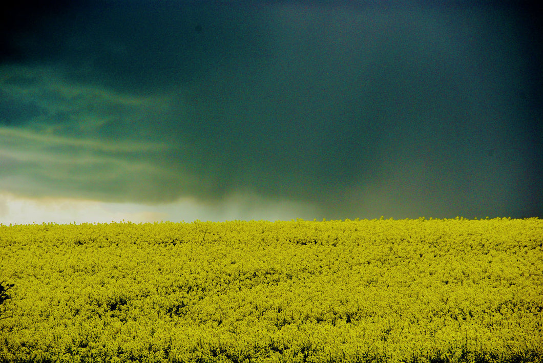 Storm Clouds Over Rape Fields by Barbara Parkins