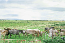 May 45: Hokkaido Horses by Yoko Naito.