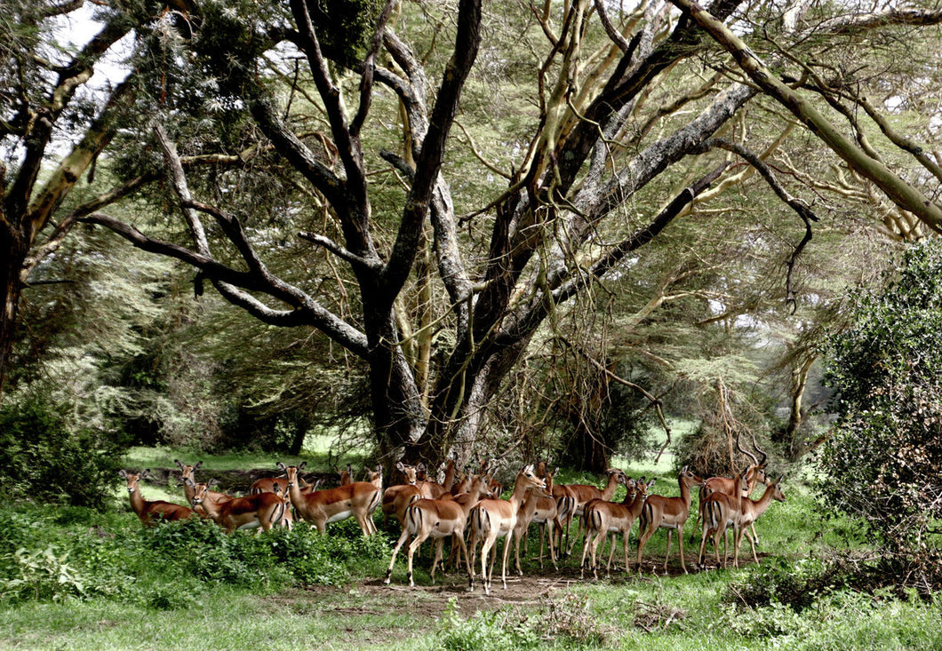 Impala Gathering Kenya by Barbara Parkins