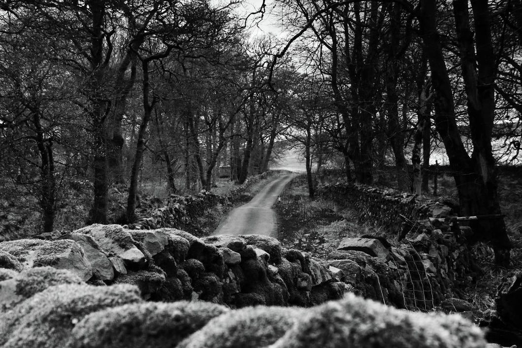 Moss & Stone, England by Barbara Parkins