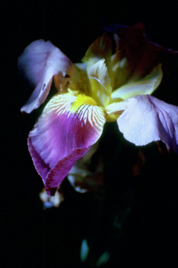 Iris in Bloom by Barbara Parkins