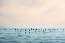 Flock of Cormorants II by Clara Copley