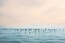 Flock of Cormorants II by Clara Copley