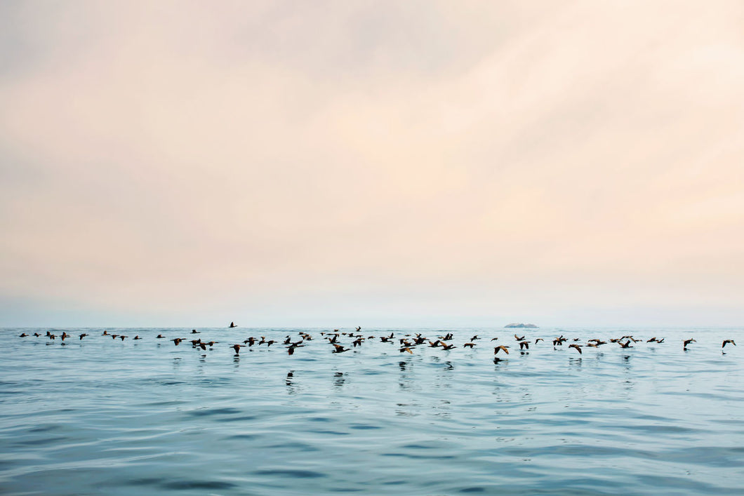 Flock of Cormorants II by Clara Copley