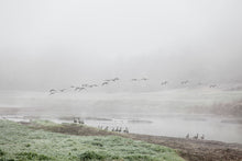 Morning Gathering 2 by Michelle Pretorius