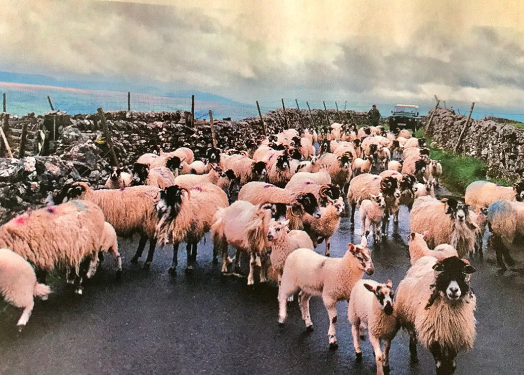 Pretty In Pink, England by Barbara Parkins