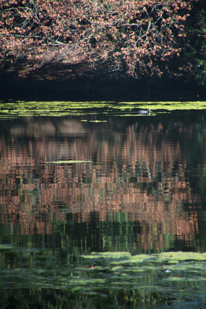 Nature's Mirror by Barbara Parkins