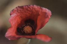 Poppy Flower by Tatiana Kuzyk.